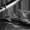 Concert Grand Session Microphones